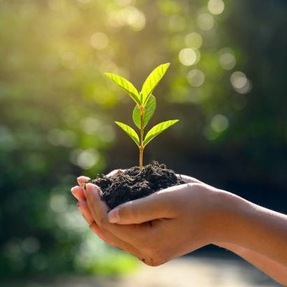 A young plant sprouting from soil held in cupped hands.